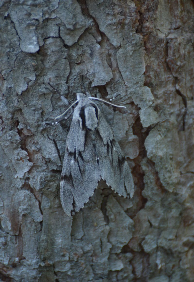 Falena da id - Sphinx pinastri, Sphingidae